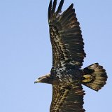 11SB9141 Immature Bald Eagle